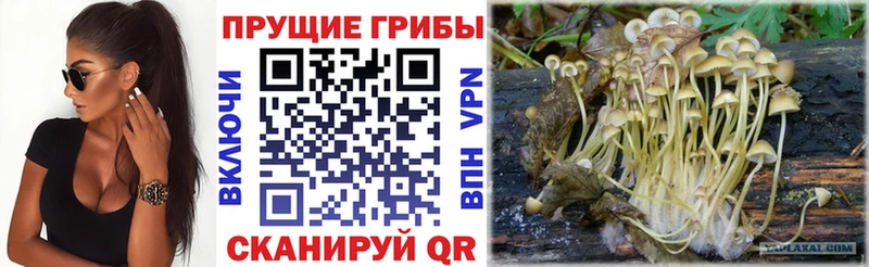 Галлюциногенные грибы MAGIC MUSHROOMS  Чайковский 